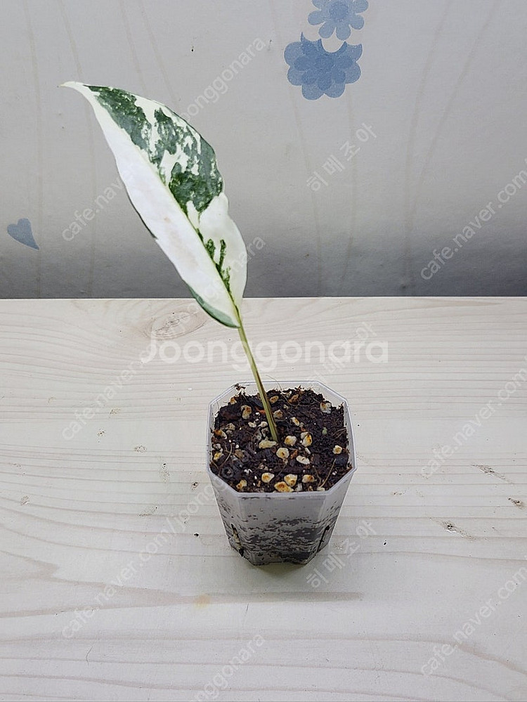 밤비노핑크바리,에피바리,에피민트,트루비문라이트,마블스킨,아미드리움미디움실버,풀민트히메,화이트민트히메,무늬히메,베놈 ...--9